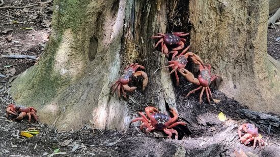 red crabs
