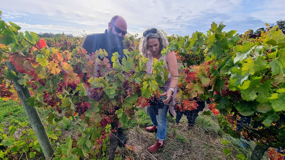 Vine to Wine - Paddock to Plate in the Southern Forests