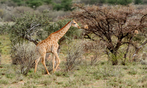 KARONGWE PRIVATE GAME RESERVE-Giraffe