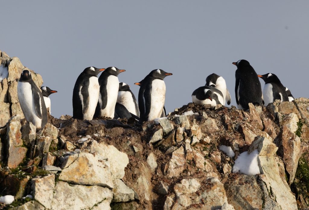 Gentoo penguins Antarctic Peninsula Aurora Expeditions 2022 Antarctica Complete ©Jocelyn Pride